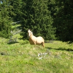 Pferd auf der Almweide