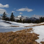 Die Krokusse - kommen gleich nach dem letzten Schnee