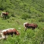 Pinzgauer Rinderherde in der Aigenalm