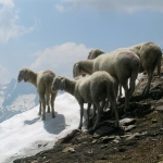 Schafherde am Frauenkogel