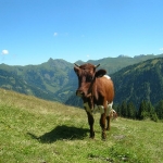 Besonders schöne Kalbin in der Hinterkaseralm