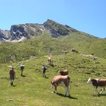 Zulaufende Rinder - eine total harmlose Situation in den Bergen