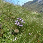 alpenblumen