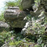 Das Edelweiß, die Königin der Alpenblumen