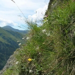 Edelweiß und andere Blumen in der Wand