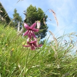 Türkenbundlilie, eine sehr seltene Blume