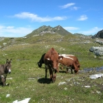 Almsommerliche Tierwelt unter dem Schöderhorn