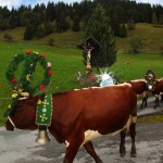 Almabtrieb Aubauer Großarl - vorbei am Wegkreuz beim Pointgrünhof