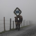 Wie ein Fabelwesen kommt die Kuh aus dem Nebel wieder zurück zur Hütte