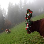 Nach dem "Aufkranzn" geht´s nochmals kurz auf die Weide