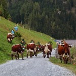 Wild und ungestüm vor lauter Aufregung geht es mit Riesentempo los