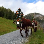 Jetzt wird der Alm entgültig der Rücker gekehrt