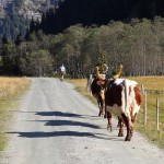 Lange Schatten begleiten uns am Weg