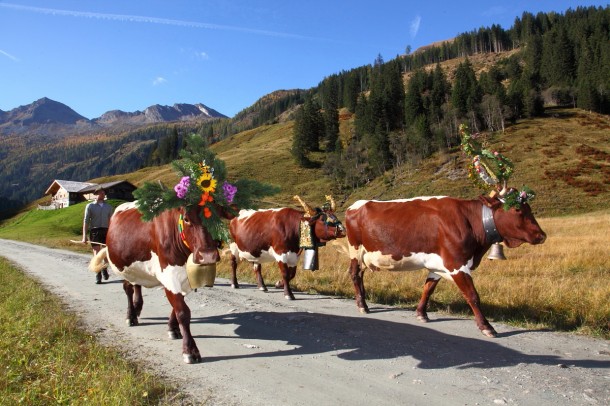 Almabtrieb von der Hubalm in Hüttschlag