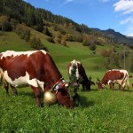 Stärkung nach langem Heimmarsch