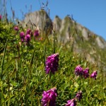 Alpen-Süssklee im Igltal