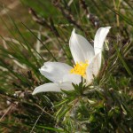 Alpenanemone