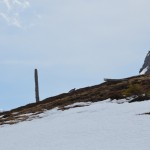 Alpenschneehuhn besser erkennbar am Geländerücken