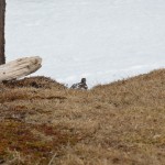 Alpenschneehuhn Großarltal