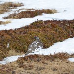 Alpenschneehuhn im Frühjahrsgefieder