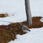 Alpenschneehuhn Großarltal - Gefiederfärbung exakt dem Zaunstempel angepasst