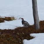 Männliches Alpenschneehuhn an den roten Balzrosen oberhalb des Auges erkennbar