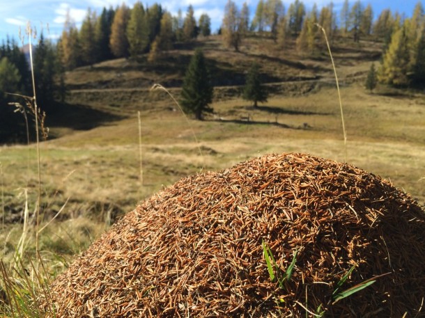 Ameisenhaufen im Großarltal mit der Fähigkeit den Winter zu deuten