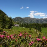 Herrlich blühen bereits die Almrosen rund um die Hirschgrubenalm.