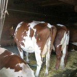 Unsere Kühe erhalten täglich 2 x eine Massage - hier auf der Bachalm