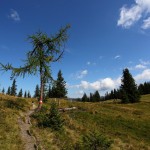 Einen harten Kampf gegen Wind und Wetter führt diese Lärche am Weg zum Remsteinkopf.