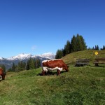 Sattes Grün vor weißen Bergen - an der Bichlalm