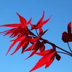 Herbst im Großarltal