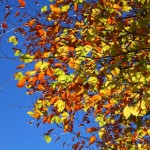 Herbstblätter im Großarltal