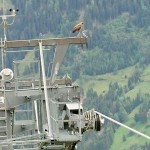 Bussard auf der Stütze der Panoramabahn Großarltal