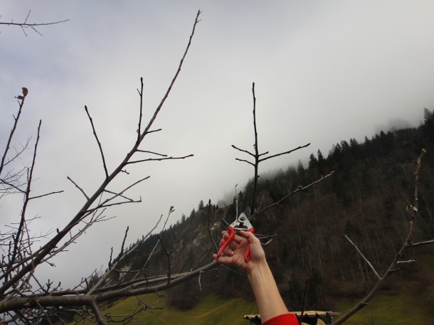 Vom Apfelbaum schneiden wir Ästchen für die Barbarazweige ab