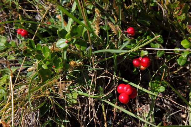 Preiselbeeren