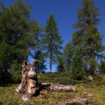 Lärchen und weiter oben dann Zirben säumen den Weg