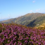 Blühendes Heidekraut - Es wird Herbst auf den Bergen.