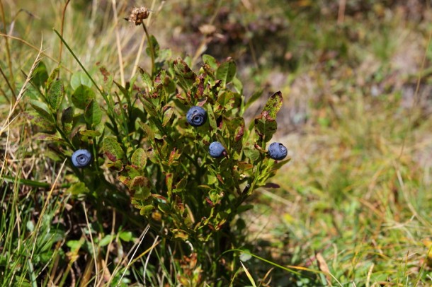 Schwarzbeeren