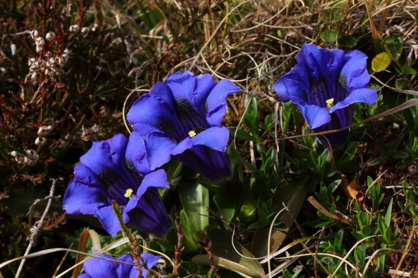 Stengelloser Enzian - Tief blau im Frühling