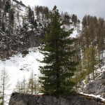 Die Zirben trotzen trotz kargem Boden Wind und Wetter