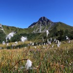 Wollgras vor der Kulisse des Draugsteins