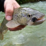 solch gesunde Fische sind in unserem Gewässer zu Hause