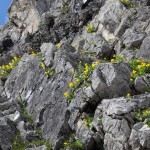 Der ganze Fels ist übersäht von den gelb leuchtenden Blüten