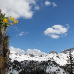 Exponiert wie sonst das Edelweiss macht das "Gamsbleame" hier seinem Namen alle Ehre