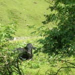 Schwarze Pinzgauerkuh in der Aigenalm - Mandlhütte