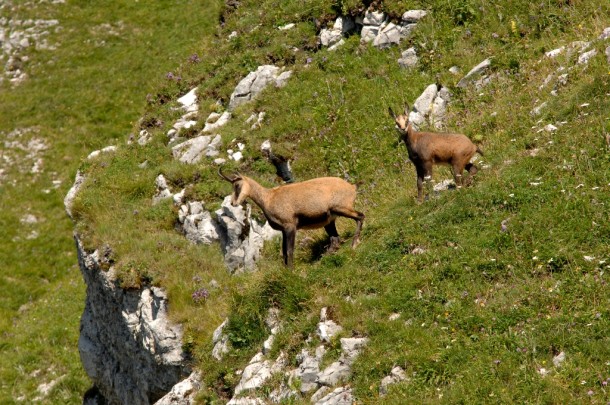 Gamssteig-Aigenalm im Großarltal - die Gams als Namensgeber