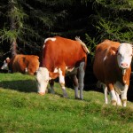 Jungrinder freuen sich über frische Gräser und Almkräuter