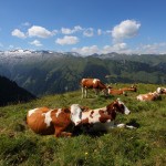 Kuhherde zwischen Karteisalm und Glettnalm