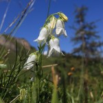 Bärtige Glockenblume weiß